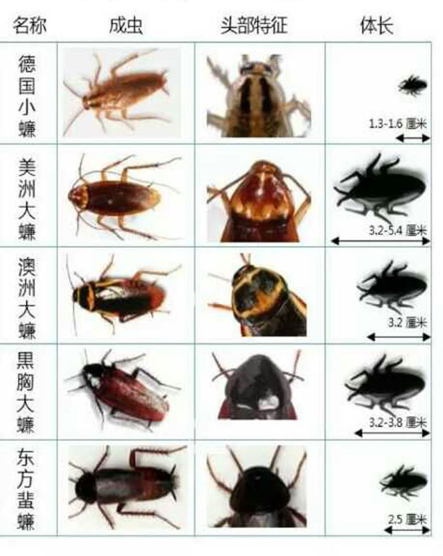 蟑螂生活习性除蟑螂的大法