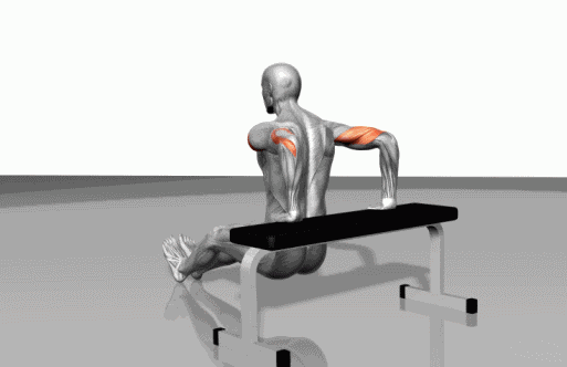 徒手健身简单器具健身3D肌肉锻炼动作动态示意图大全